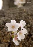 Cherry Blossoms Grow from Trunk of Ancient Cherry Tree