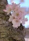 Cherry Blossoms Grow from Trunk of Ancient Cherry Tree #2
