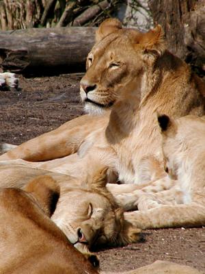 Lion