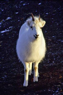 Dall Sheep Ewe