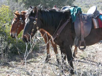Resting Horses