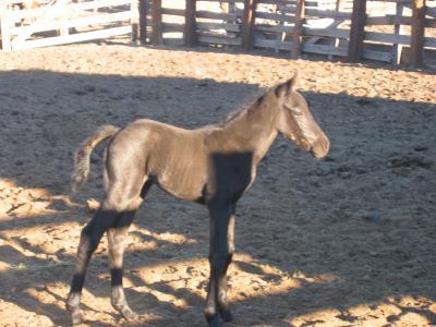 New colt