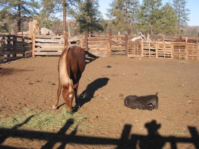 Peseta & Baby