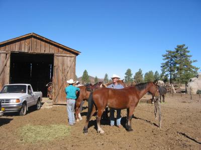 Brushing the horses