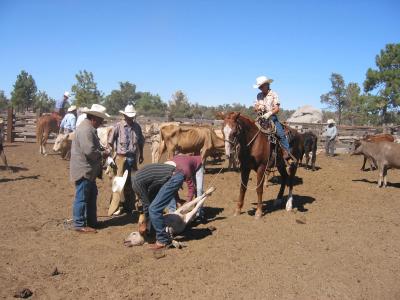 Getting the ears notched