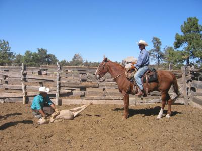 Wayne & Dave get a calf ready