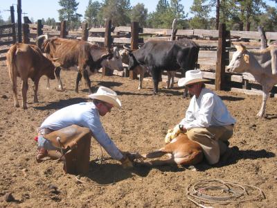 John & Steve get a calf ready