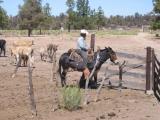 Senor Sandoval on the mule