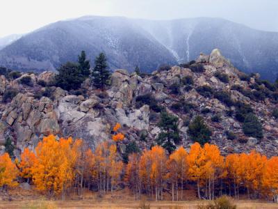 Golden aspens near Bishop