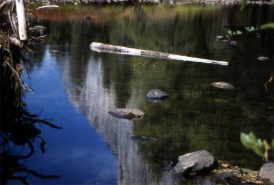Reflections along the Merced River