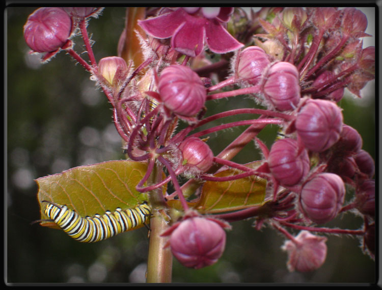 Monarch caterpillar feeding on Milkweed