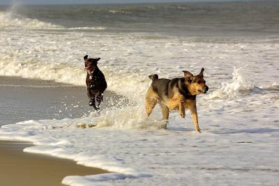 Catch me if you can - OBX 2002