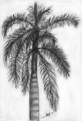 Palm tree sketch -from life-