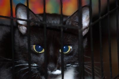cat's eyes no. 1
