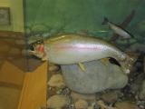 Rainbow trout in Museum at Dam site