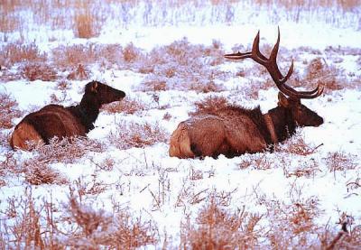 bull and cow elk