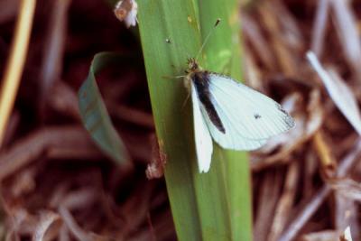 cabbage white