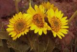 Arrow-leaved balsamroot