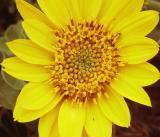 Arrow-leaved balsamroot
