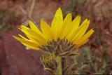 Arrow-leaved balsamroot