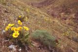 Arrow-leaved balsamroot landscape