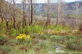 Arrow-leaved balsamroot landscape