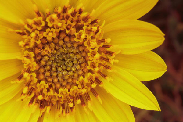 Arrow-leaved balsamroot