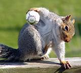 I always wondered what squirrels did for fun!