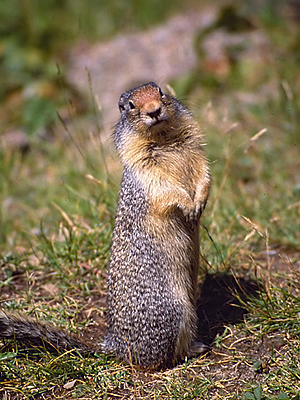 Columbian Ground Squirrel