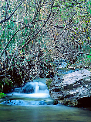 Huachuca Mountain Stream (Arizona)