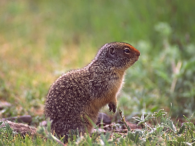 Young Ground Squirrel