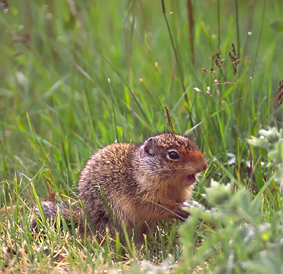 Young Ground Squirrel Barking
