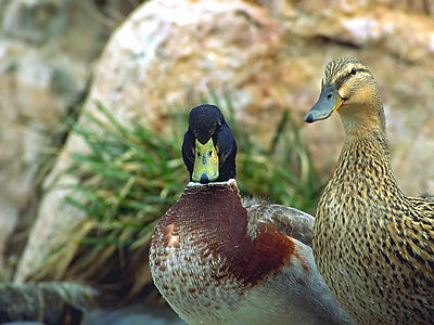 u16/jhuddle/upload/38964669.duckpair_filtered.jpg