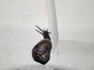 MIDNIGHT SNAIL (best viewed in original size)
