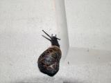 MIDNIGHT SNAIL (best viewed in original size)