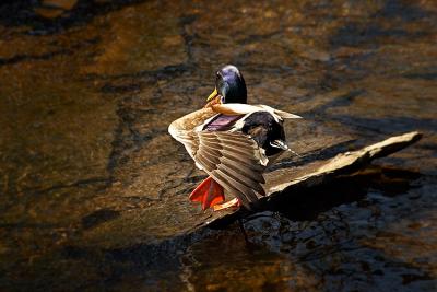 _MG_0037.jpg