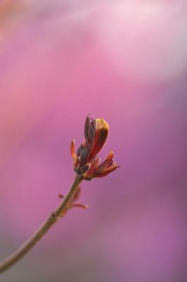 _MG_4822.jpg