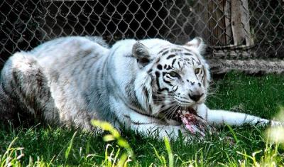 white tiger 600mm.jpg