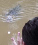 GatorFood.jpg