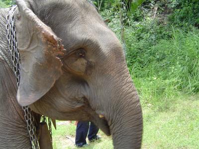 North Thailand - trekking