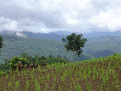 North Thailand - trekking