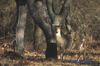 u16/jllasker/medium/38933289.deertrees2.jpg