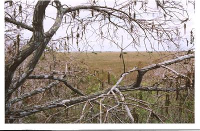 Everglades, Anhinga Trail, Jan, 2005