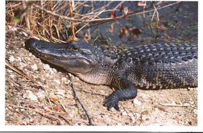 Alligator - Anhinga trail.jpg
