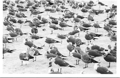 assorted gulls.jpg