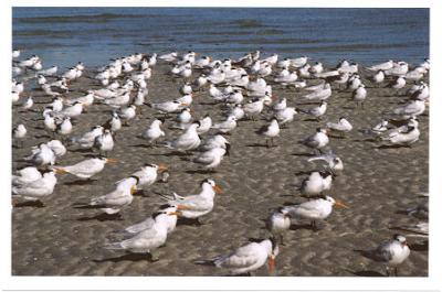Royal Terns.jpg