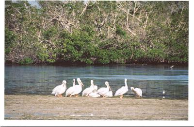 White Pelicans.jpg