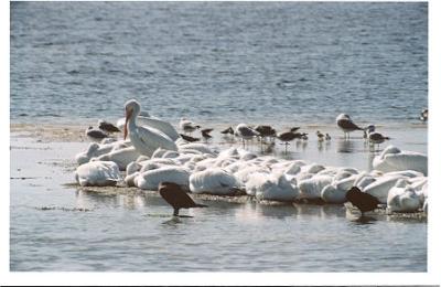 White Pelicans mostly Ding Darling.jpg