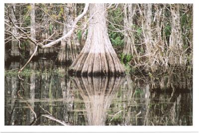 cypress trees - 6 mile cypress slough -ft- myers.jpg