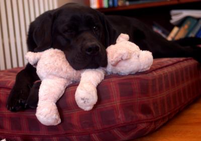 Java and Piggy April 16 2005 p.jpg